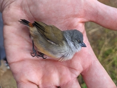 Coccopygia quartinia