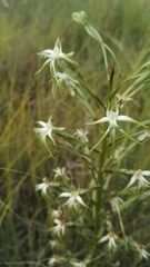 Habenaria nyikana