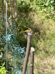 Sympetrum sanguineum
