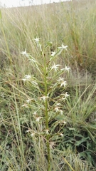 Habenaria nyikana