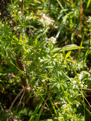 Galium rivale