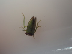 Iassus lanio