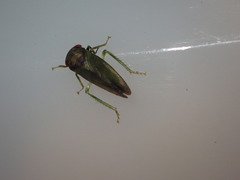 Iassus lanio