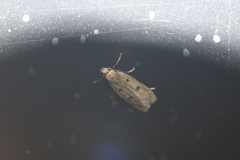 Martyringa latipennis