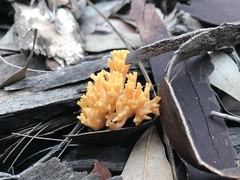 Ramaria subaurantiaca