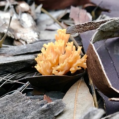 Ramaria subaurantiaca