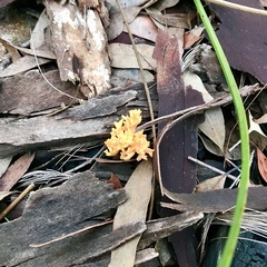 Ramaria subaurantiaca