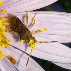 Rhopalus sapporensis