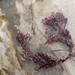 photo of Common Coralline (Corallina officinalis)