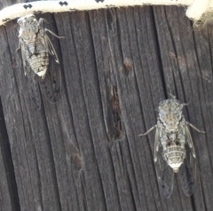Cicada mordoganensis
