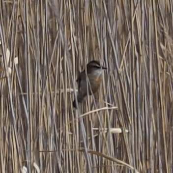 Acrocephalus melanopogon