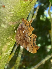 Polygonia c-album