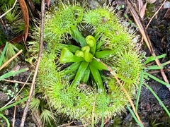 Drosera hookeri