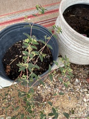 Euphorbia hypericifolia