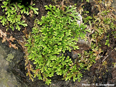 Selaginella pulvinata