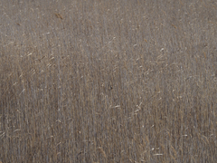 Acrocephalus melanopogon