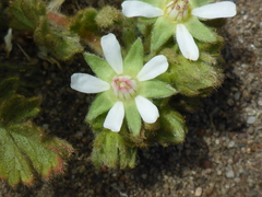 Horkelia marinensis