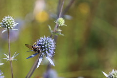 Philanthus triangulum