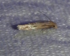 Mompha brevivittella