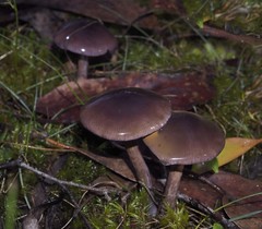 Thaxterogaster submagellanicus