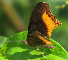 Eurytela dryope angulata