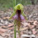 Calochilus therophilus - Photo (c) frankpierce, some rights reserved (CC BY-NC), uploaded by frankpierce