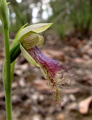 Calochilus therophilus