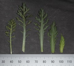 Xanthisma texanum drummondii