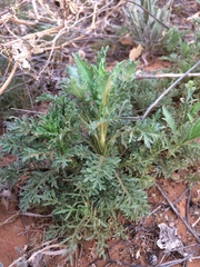 Xanthisma texanum drummondii