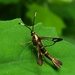 Ithaca Clearwing Moth - Photo (c) Thomas Kain, some rights reserved (CC BY-NC), uploaded by Thomas Kain