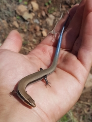 Plestiodon callicephalus