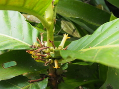 Pentagonia donnell-smithii