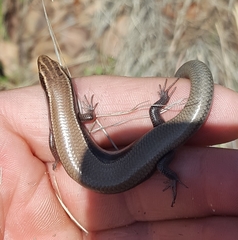 Plestiodon callicephalus