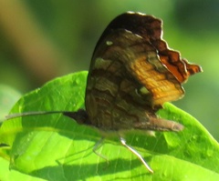 Eurytela dryope angulata