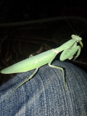 Hierodula patellifera