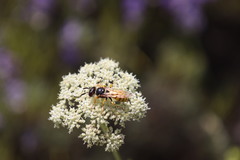 Philanthus triangulum