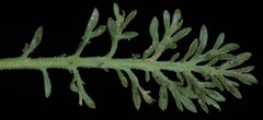 Xanthisma texanum drummondii