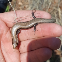 Plestiodon callicephalus