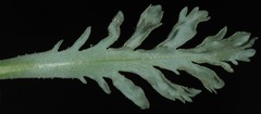 Xanthisma texanum drummondii