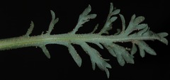 Xanthisma texanum drummondii