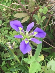 Iris brevicaulis