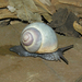 Dune Snails - Photo (c) Dai Herbert, some rights reserved (CC BY-NC), uploaded by Dai Herbert