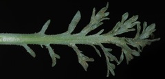 Xanthisma texanum drummondii