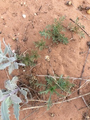 Xanthisma texanum drummondii