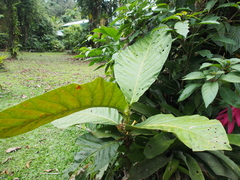 Pentagonia donnell-smithii