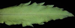 Xanthisma texanum drummondii