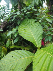 Pentagonia donnell-smithii