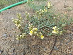 Linaria buriatica