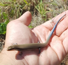 Plestiodon callicephalus