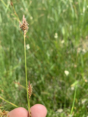 Carex luzulina